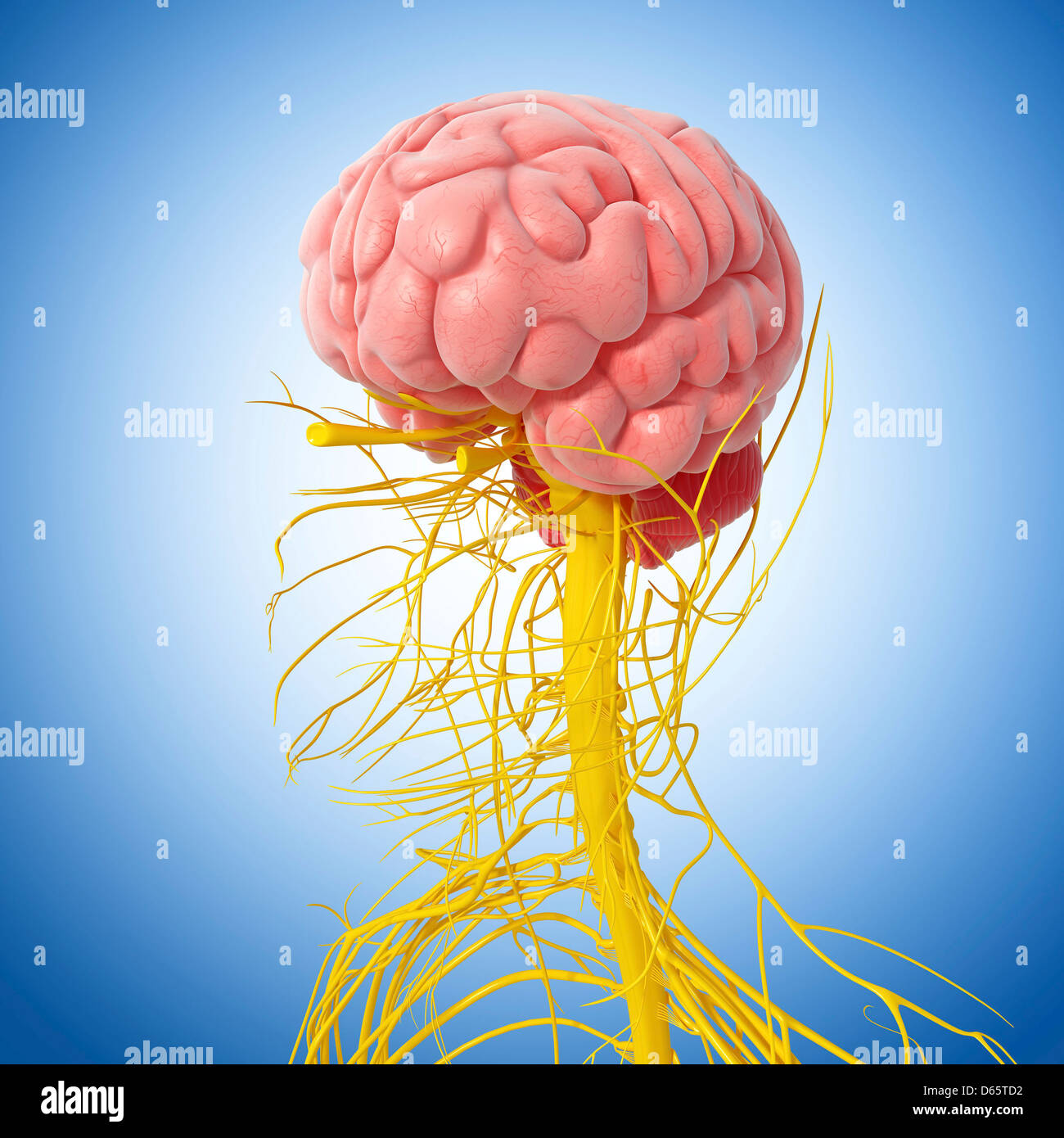 Human nervous system, artwork Stock Photo