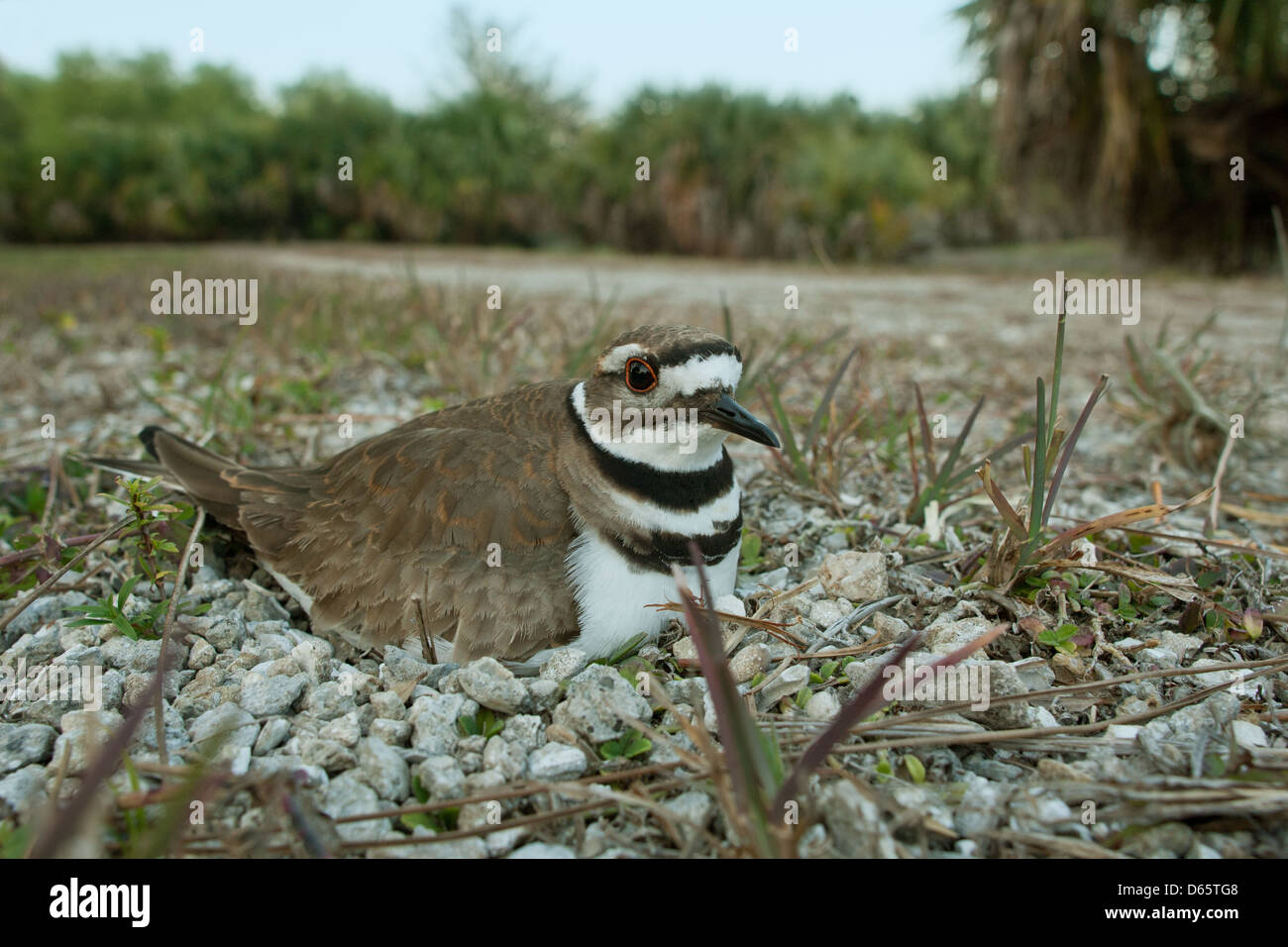Wide angle view of Killdeer on its nest nests bird birds songbird songbirds plover plovers nature wildlife environment Stock Photo