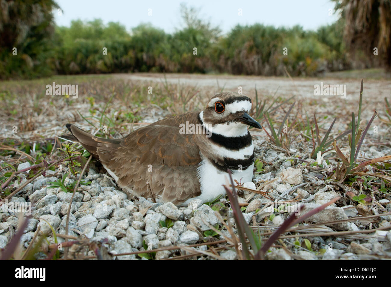 Wide angle view of Killdeer on its nest nests bird birds songbird songbirds plover plovers nature wildlife environment Stock Photo