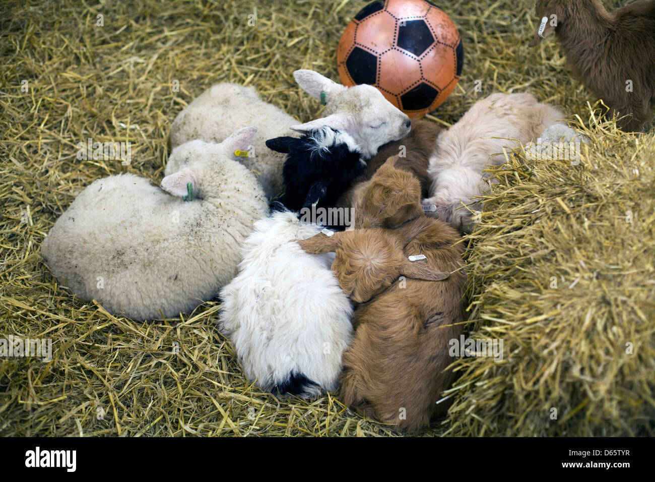 Baby Lambs sleeping on a straw bed Stock Photo Alamy