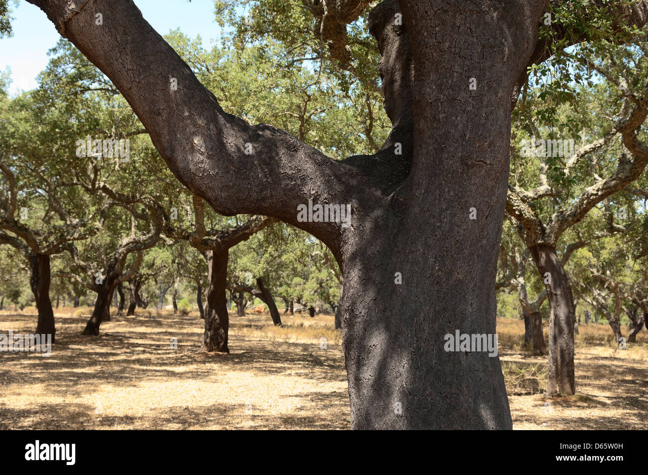 Forest of cork trees quercus suber Alentejo, Portugal Stock Photo