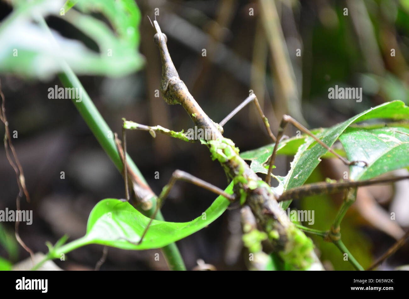 Stick insect camouflaged against leafs and branches in the Amazon rainforest Stock Photo