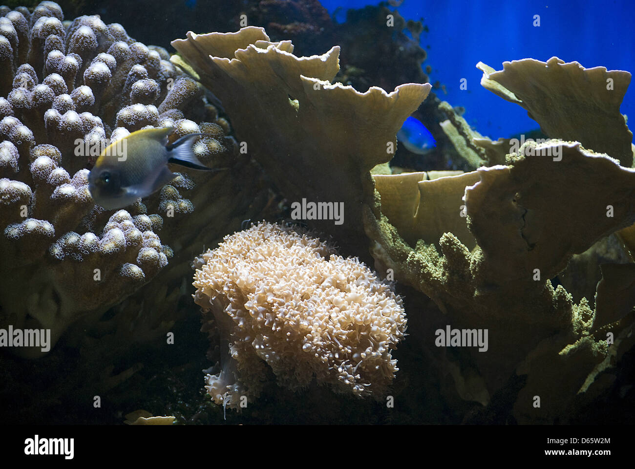 aquarium with fish and corals Stock Photo