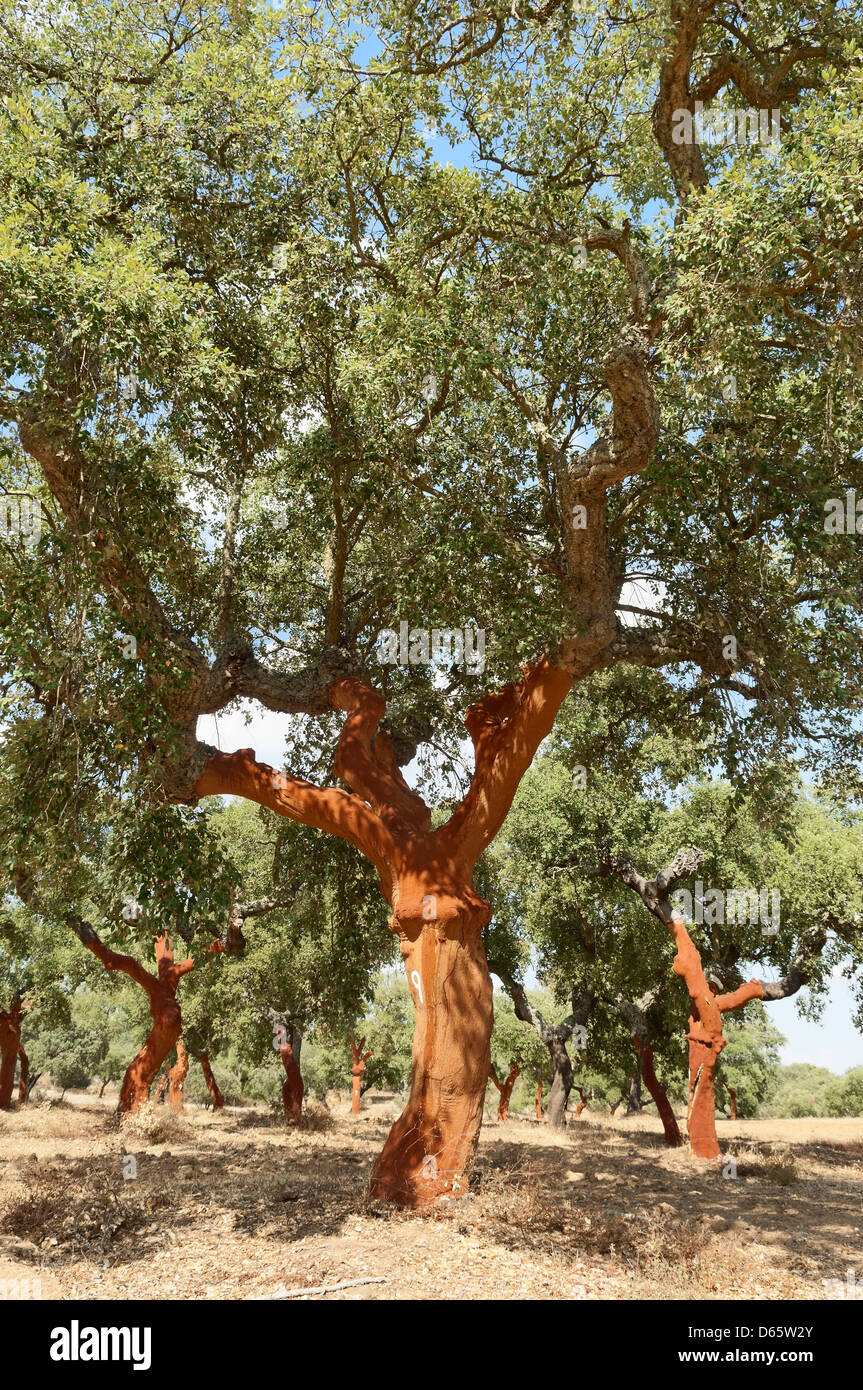 Cork trees quercus suber recently stripped, Alentejo, Portugal Stock Photo Alamy