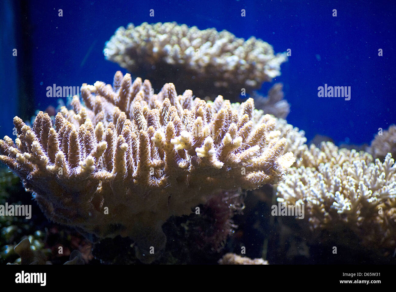 aquarium with fish and corals Stock Photo