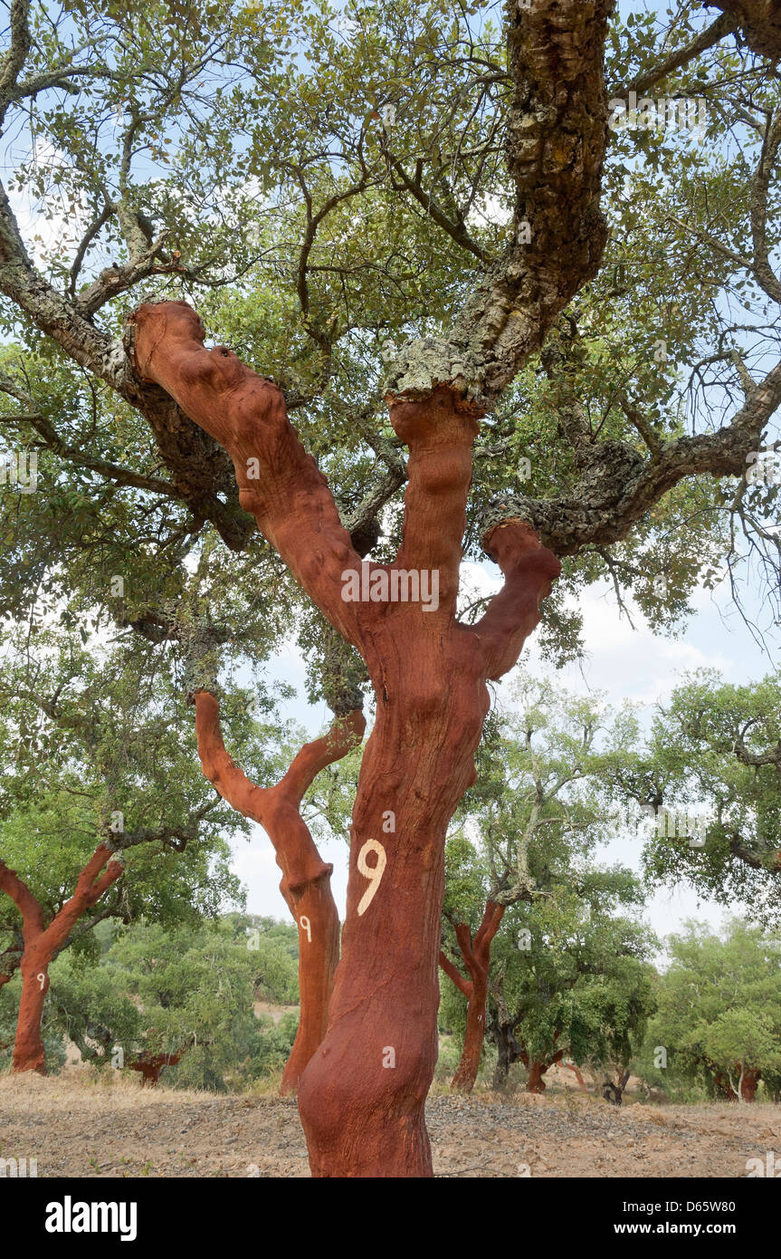 Cork trees quercus suber recently stripped, Alentejo, Portugal Stock Photo Alamy