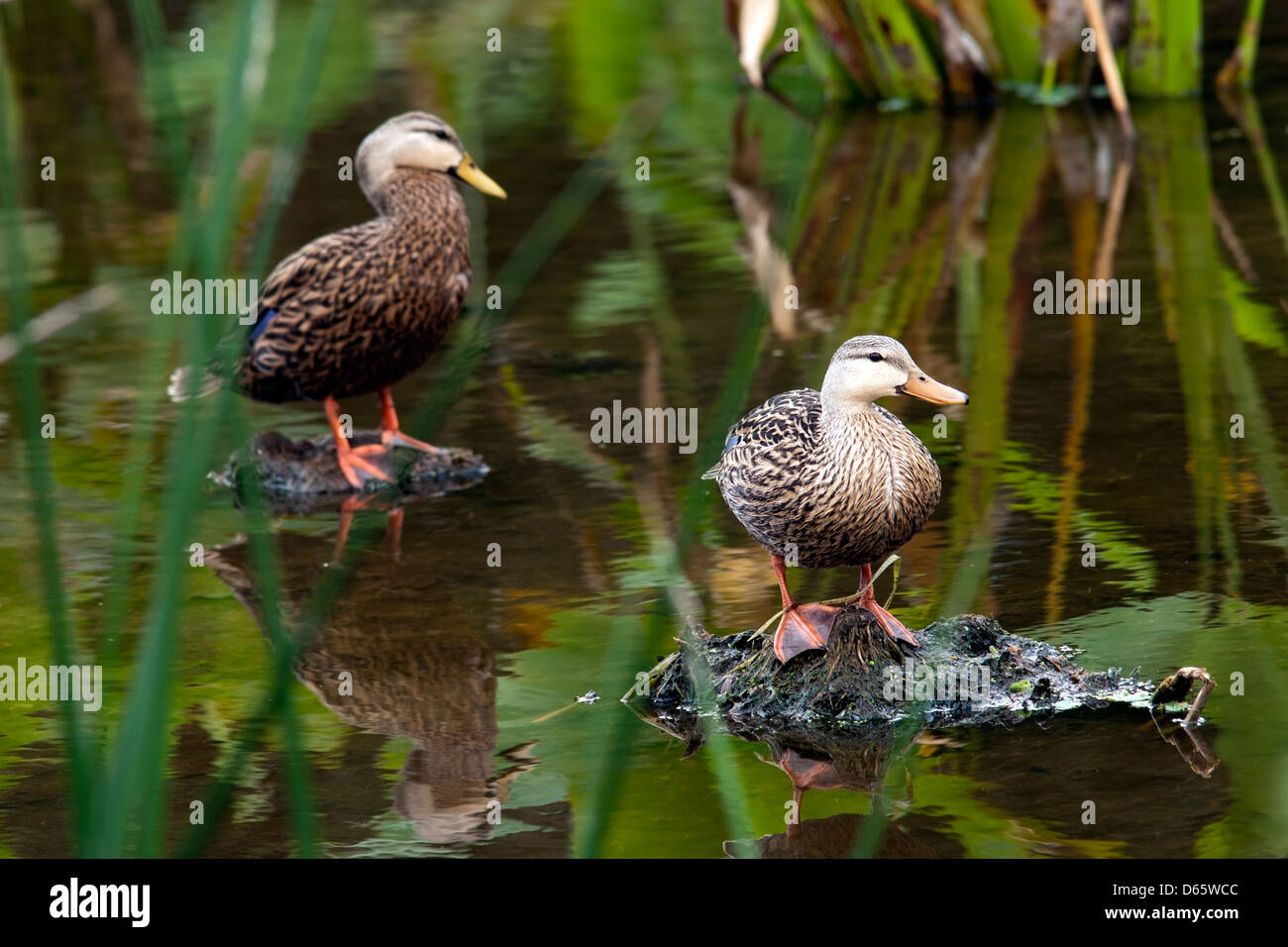 Mottled Ducks - Green Cay Wetlands - Boynton Beach, Florida USA Stock Photo