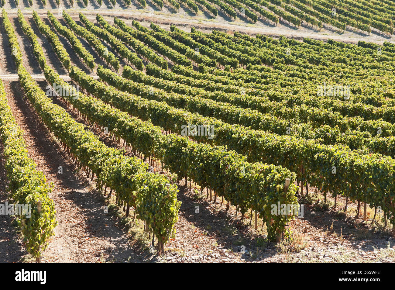 Vineyard in the fruit set season, Borba, Alentejo, Portugal Stock Photo