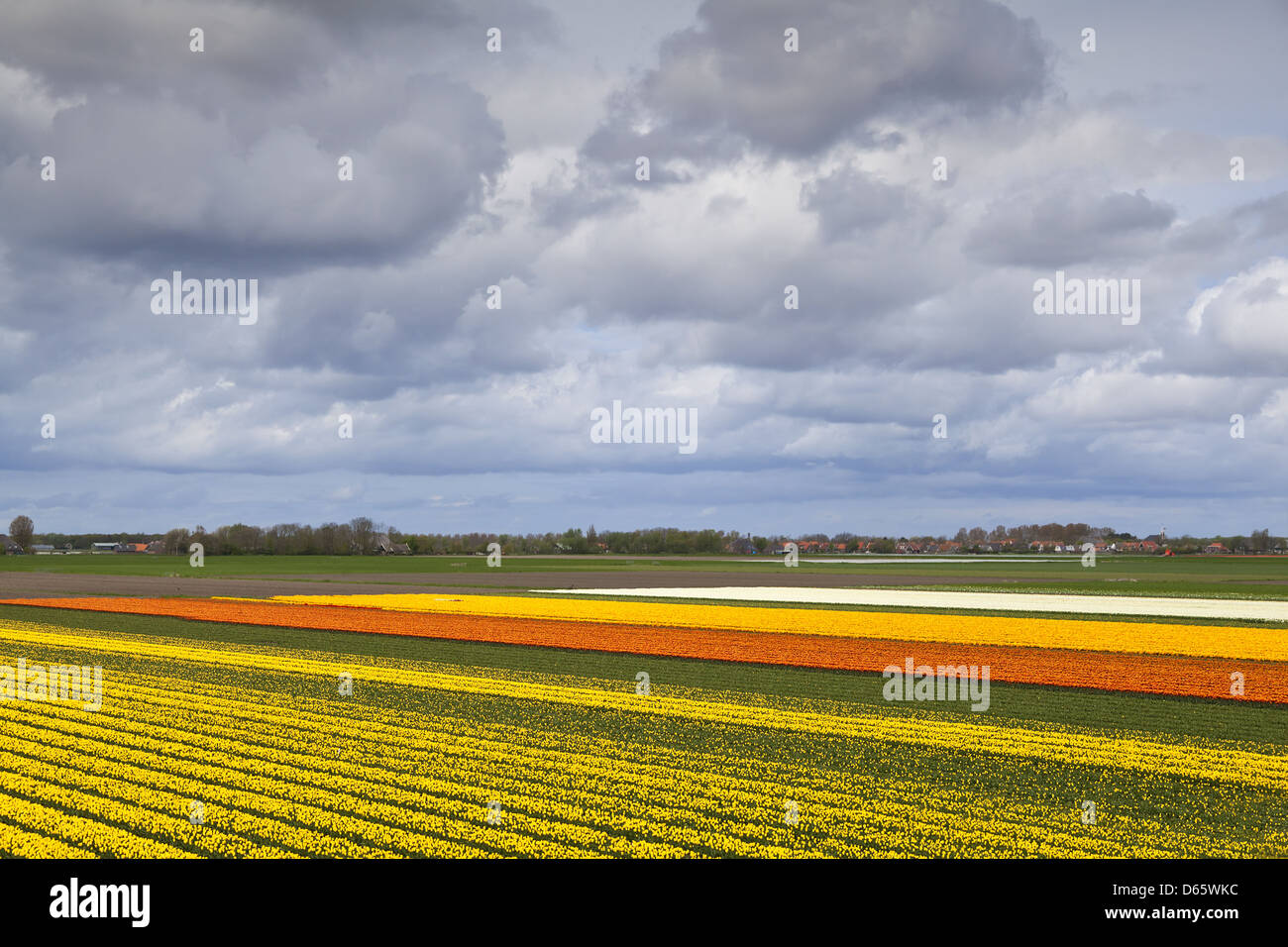 tulip fields in North Netherlands Stock Photo - Alamy