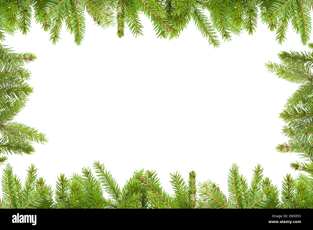 Spruce branches on a white background Stock Photo