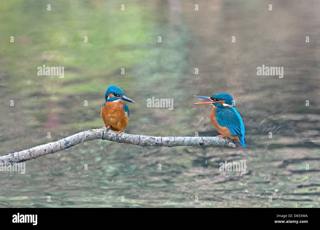 Male And Female Kingfishers, Alcedo atthis, Perched On Branch During Courtship.Spring. UK Stock Photo