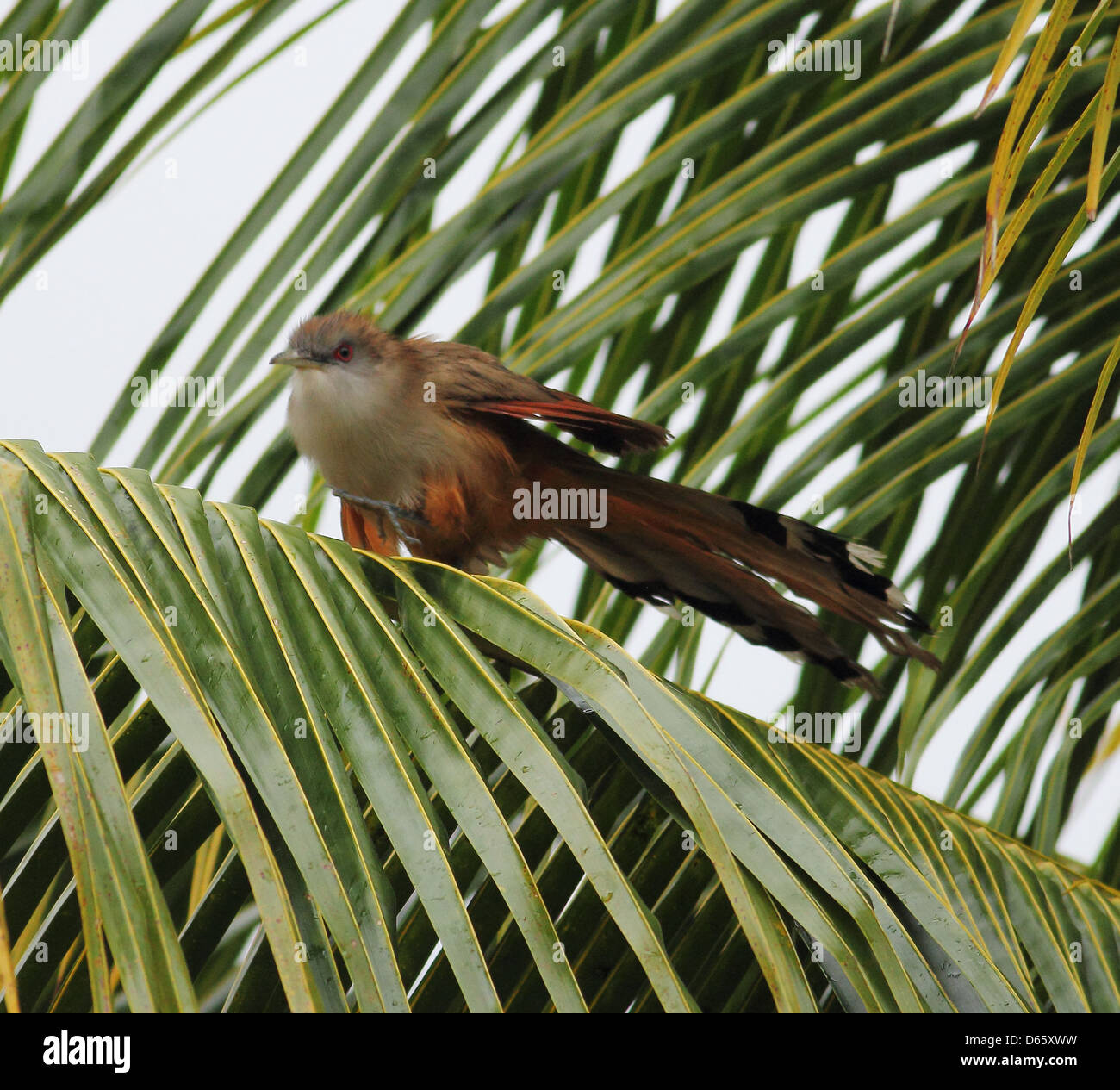GreatLIzard Cuckoo in a Palm tree Stock Photo
