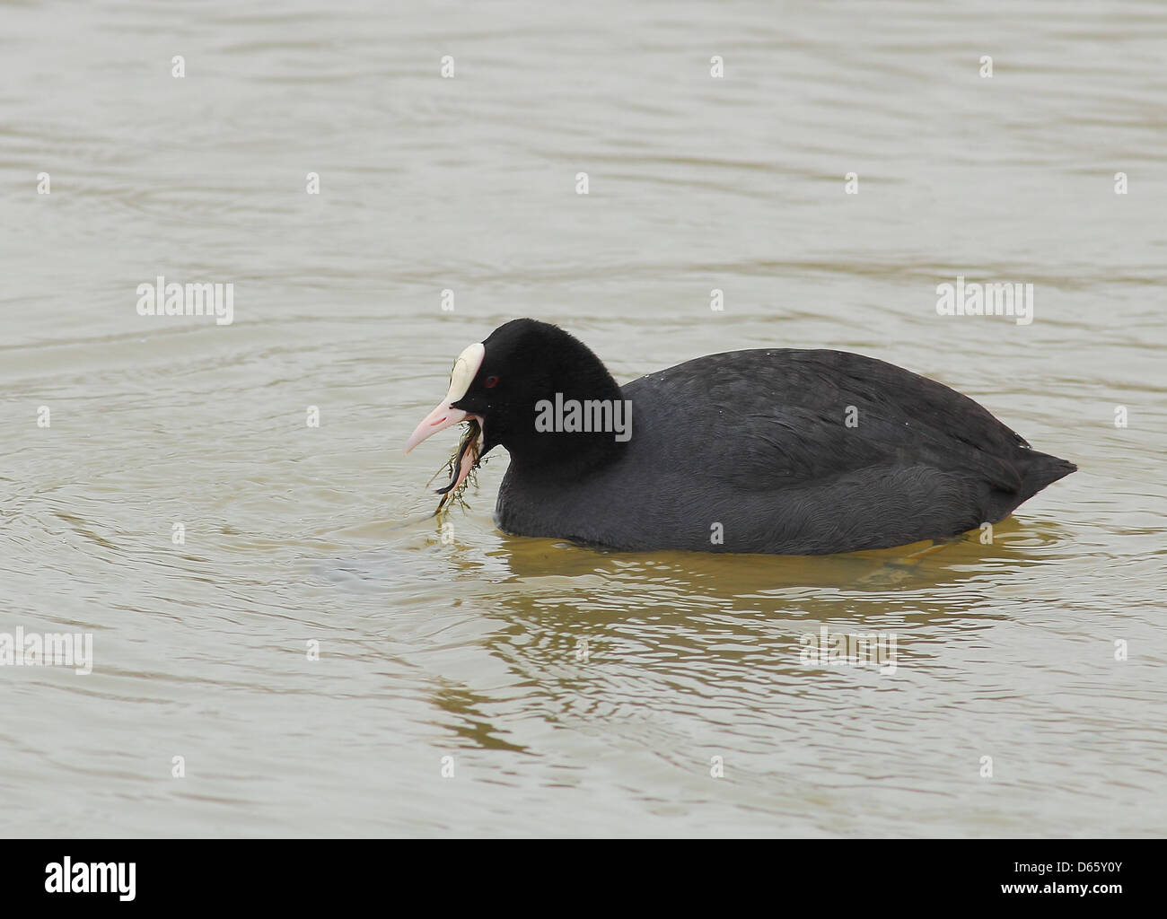 Coot eating weed Stock Photo Alamy