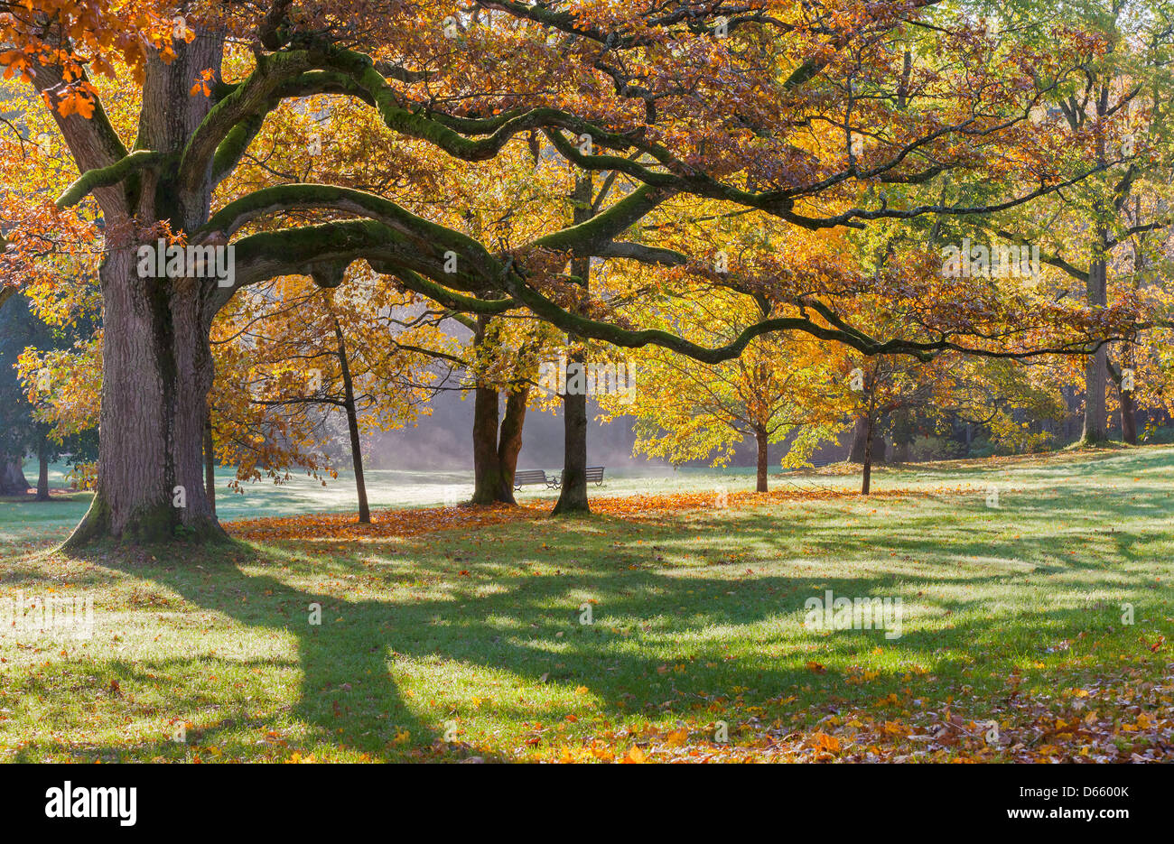 Autumn colored oak tree in the park Stock Photo