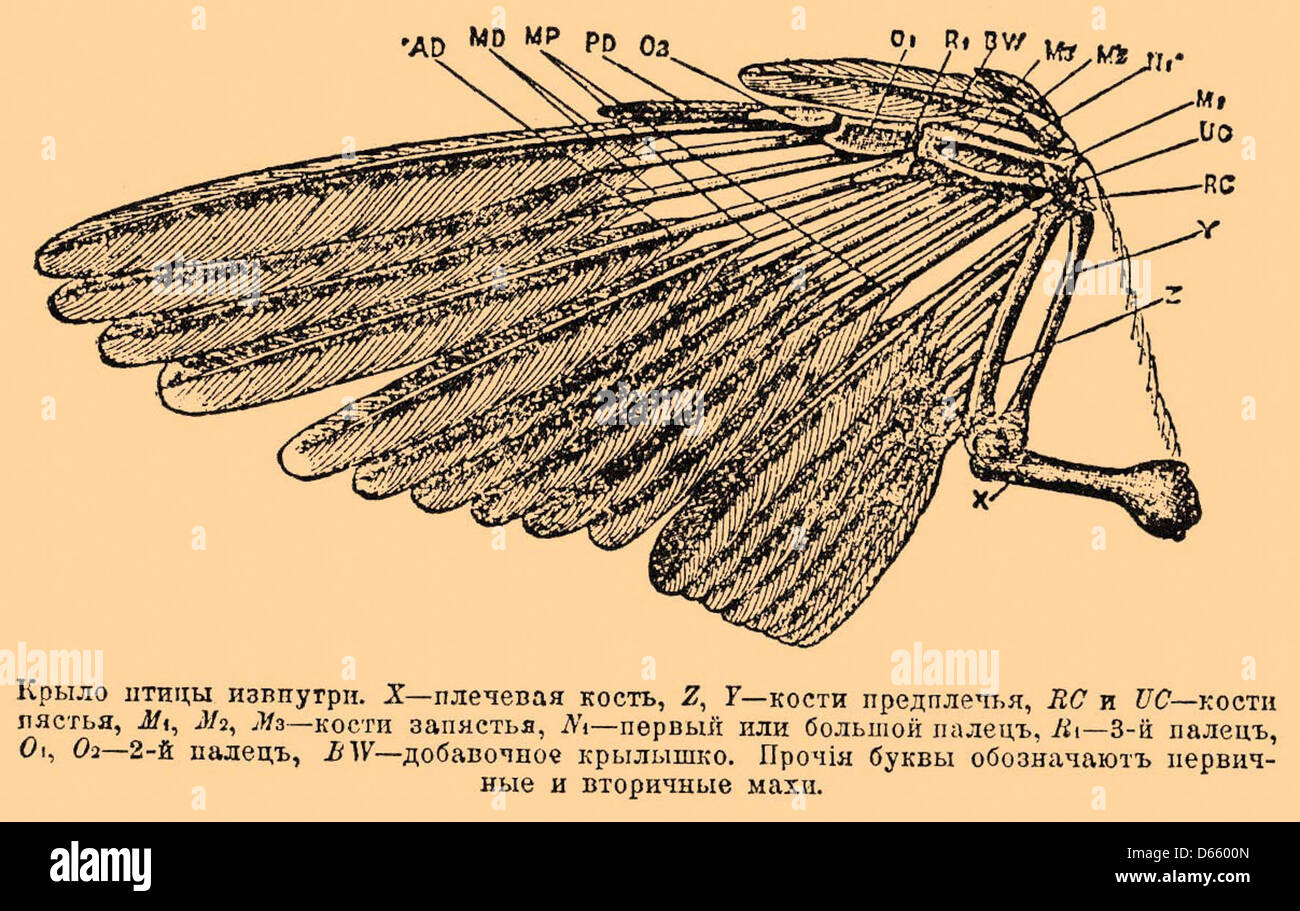 Отряд чешуекрылые строение крыльев. Система двух крыльев. Система двух крыльев. Внешнее строение крыла птицы. Система двух крыльев.