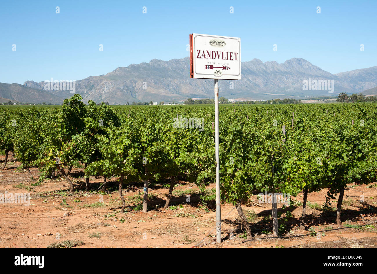 Zandliet wine estate vines Robertson western cape South Africa Southern