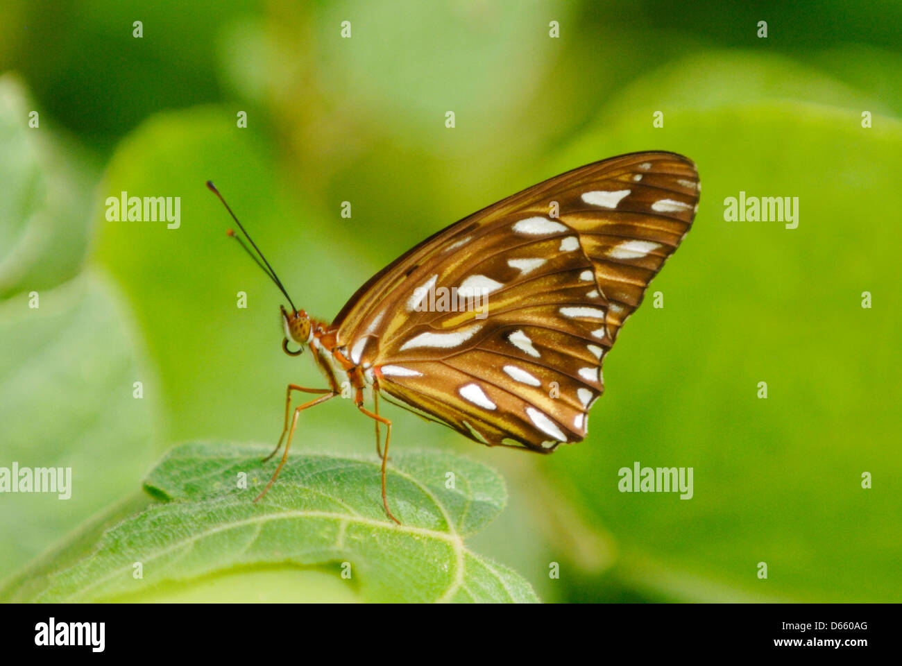 Gulf Fritillary (Agraulis vanilla) in the rainforest of the Osa Peninsua, Costa Rica. July 2012. Stock Photo