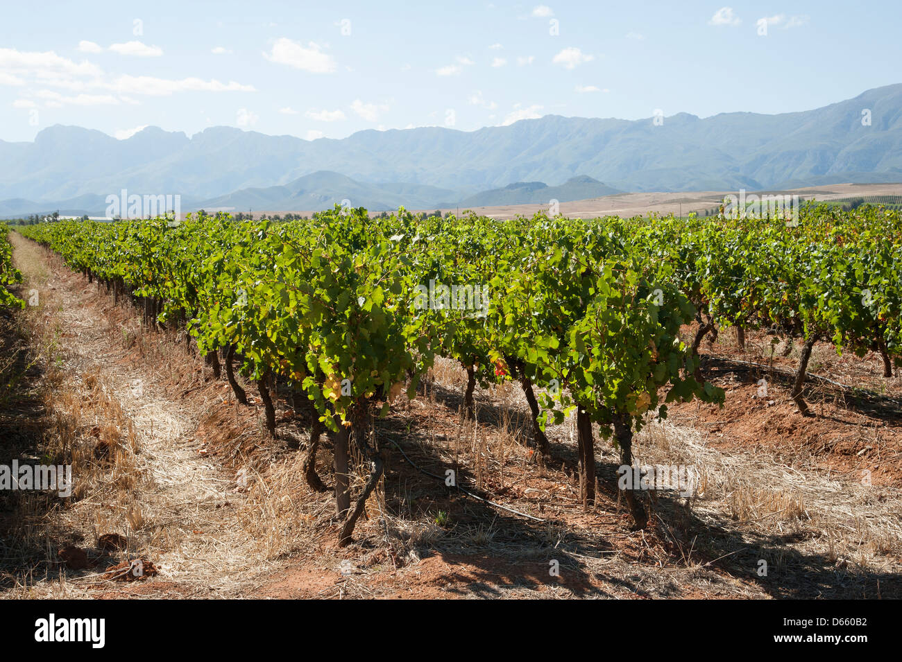 Zandliet wine estate vines Robertson western cape South Africa Southern