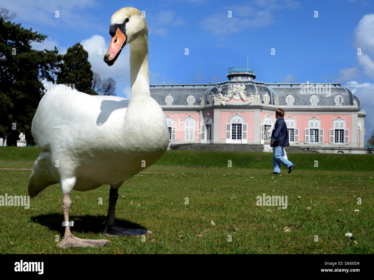 A swan looks for food ona meadow in front of Benrath Palace in Duesseldorf-Benrath, Germany, 12 April 2013. Photo: Horst Ossinger Stock Photo