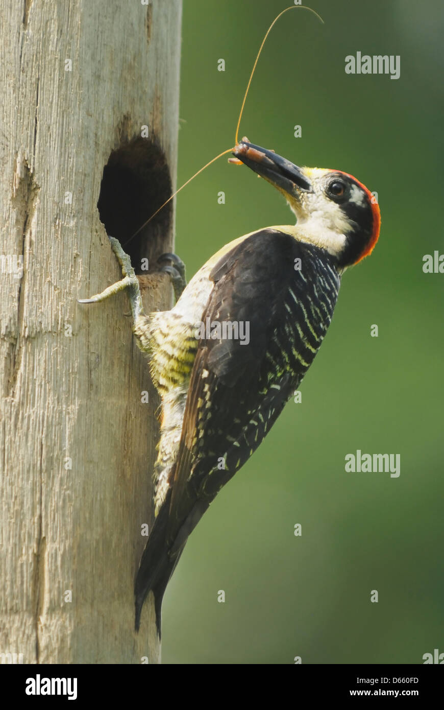 Male Black-cheeked Woodpecker (Melanerpes pucherani) with a cricket Stock Photo