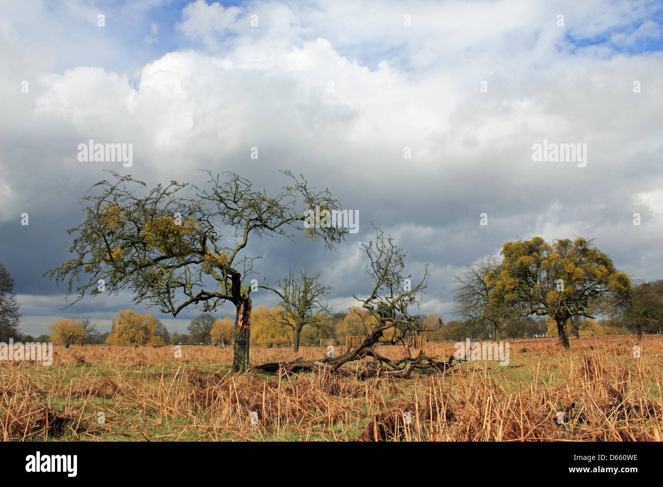 Bushy Park, SW London, England, UK.  12th April 2013. Stormy skies and heavy showers were the latest weather conditions in Southern England today. This tree had a broken branch from recent high winds. Credit: Julia Gavin / Alamy Live News Stock Photo