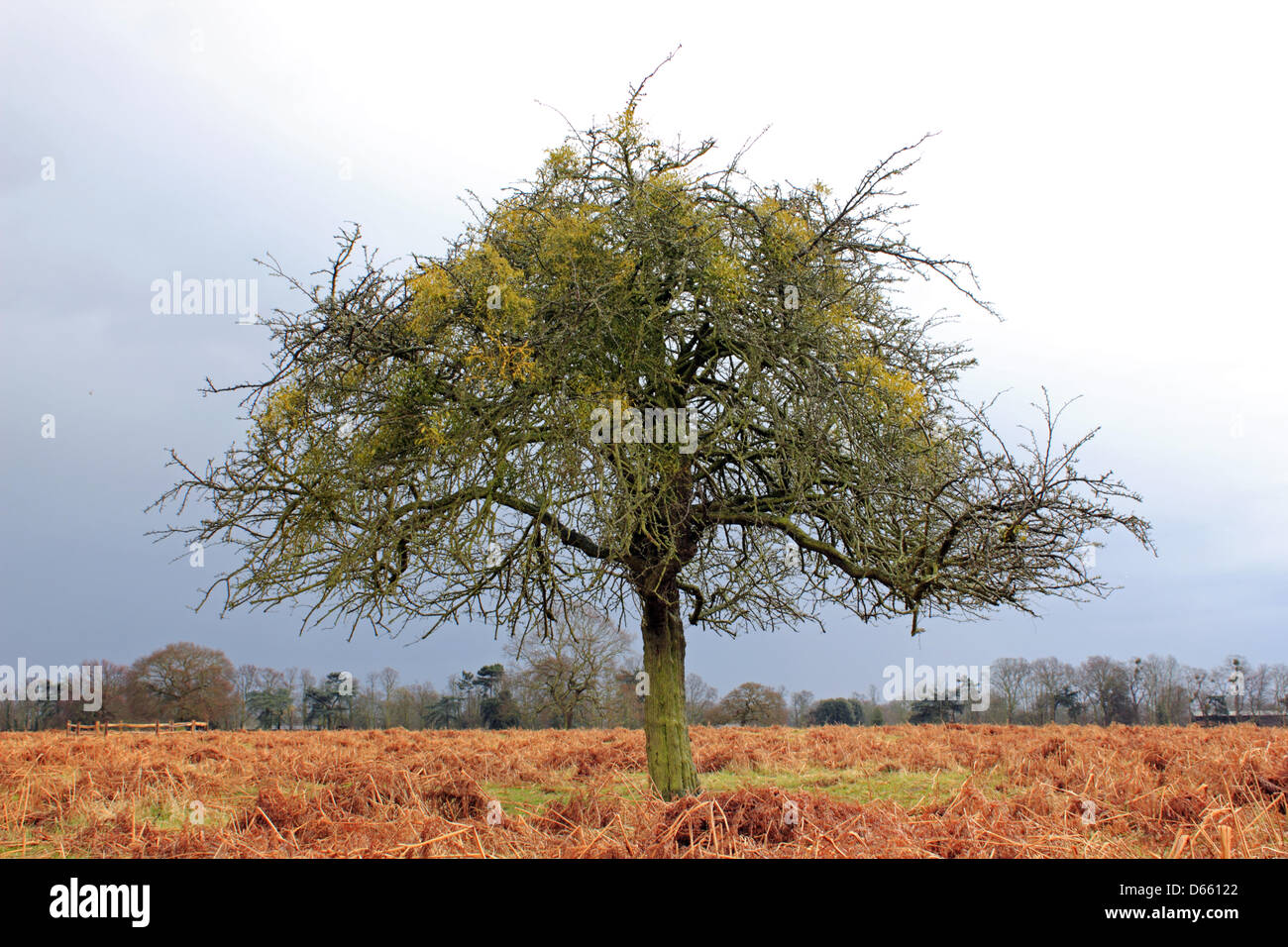 Bushy Park, SW London, England, UK.  12th April 2013. Stormy skies and heavy showers were the latest weather conditions in Southern England today. Credit: Julia Gavin / Alamy Live News Stock Photo