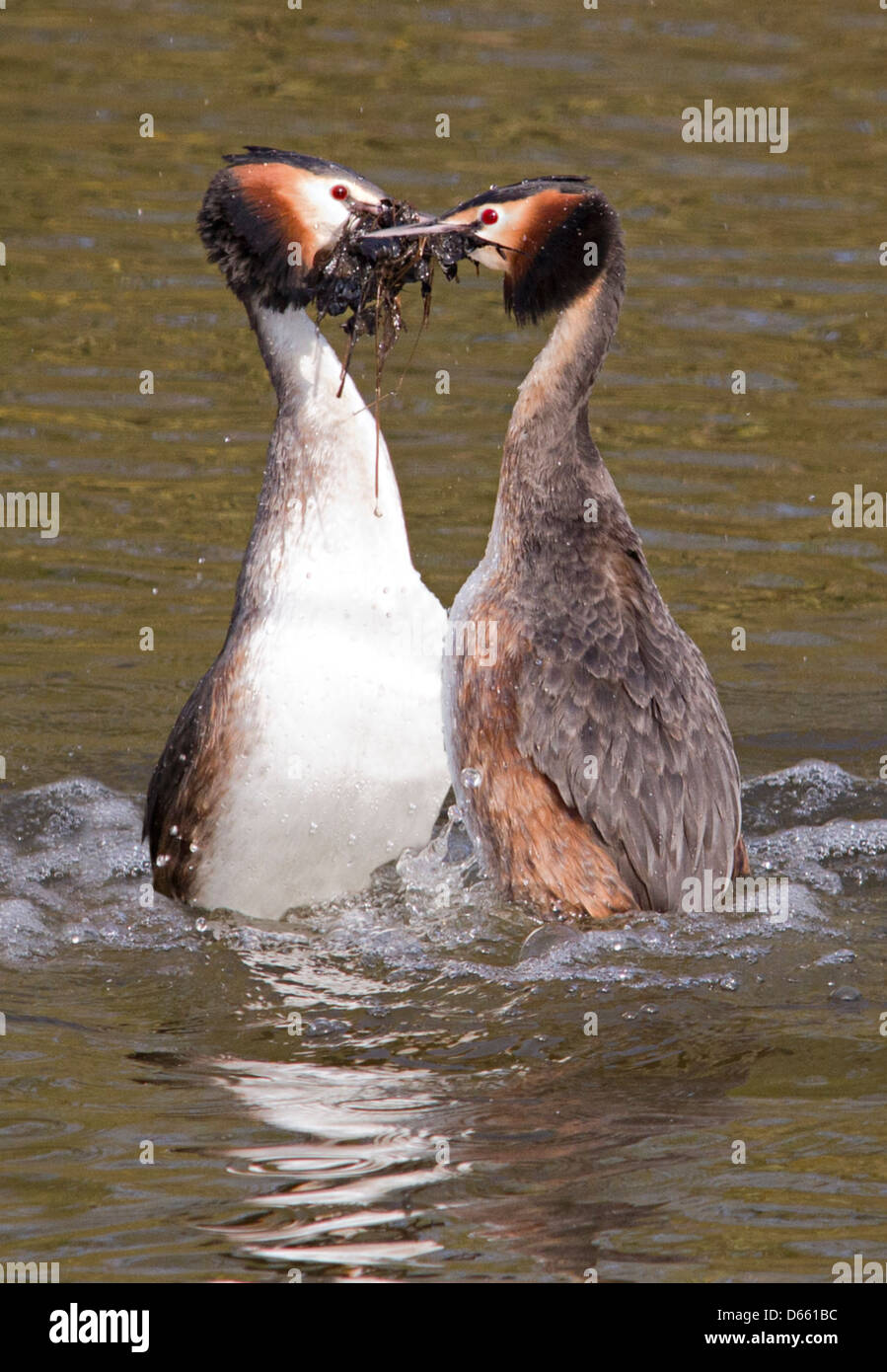 Grebe Head Grebe head under water hi-res stock photography and images - Alamy