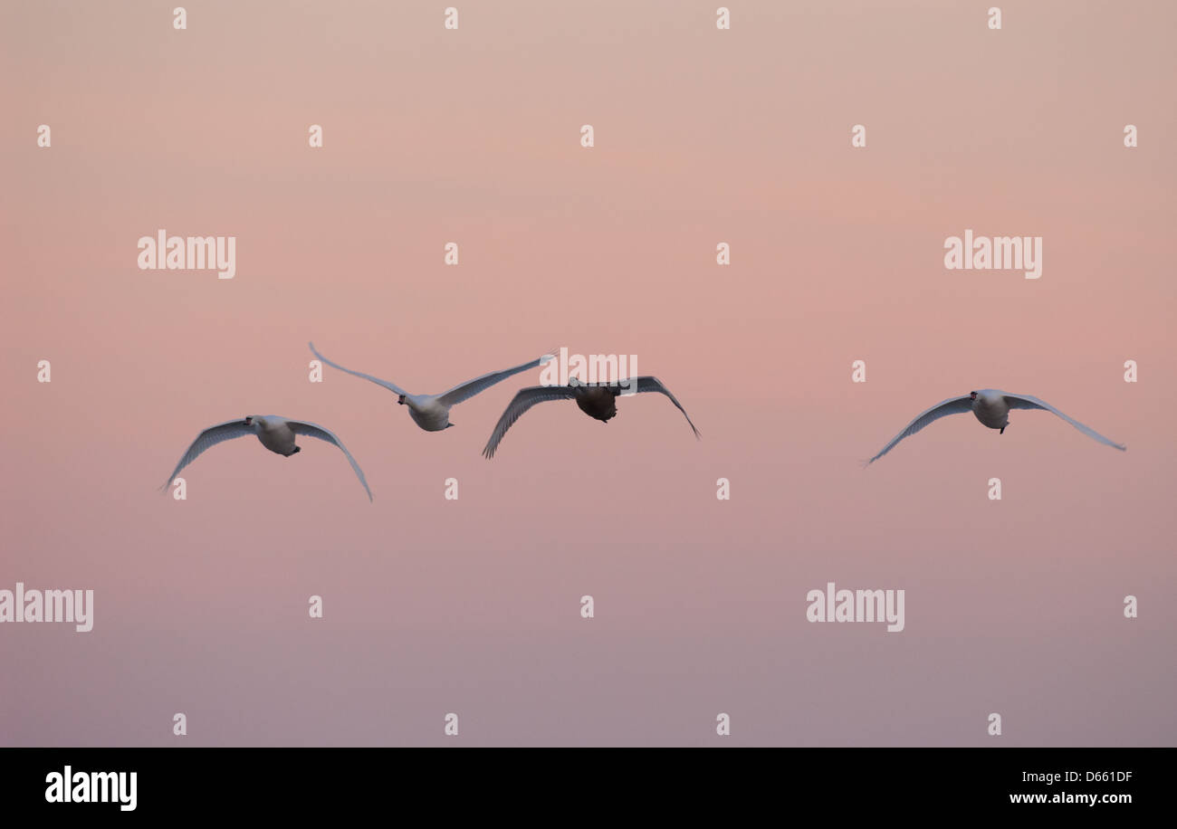 Flying mute swans in winter Stock Photo