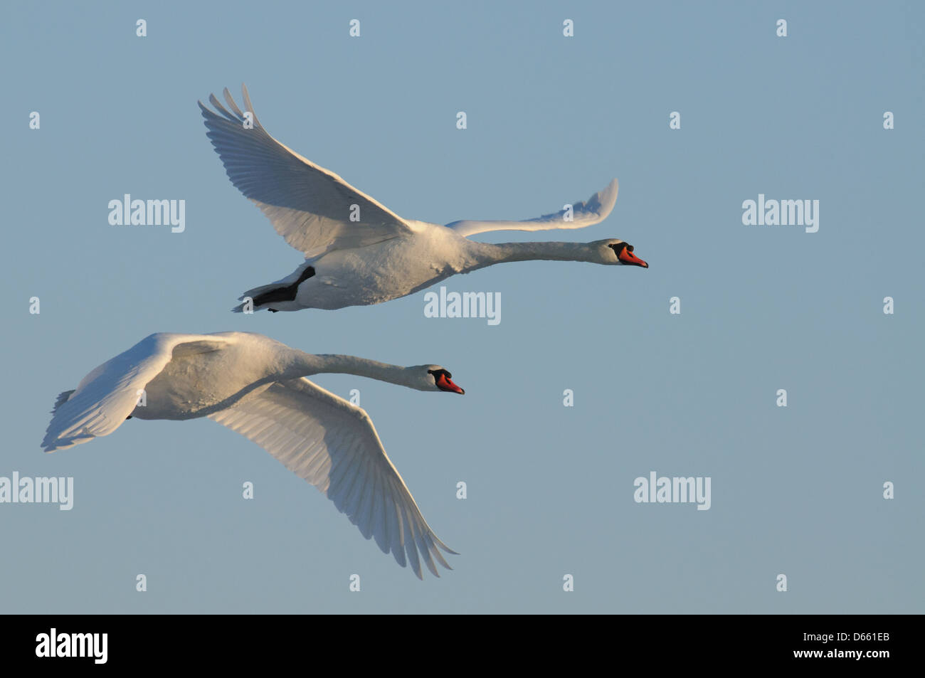 Flying mute swans in winter Stock Photo