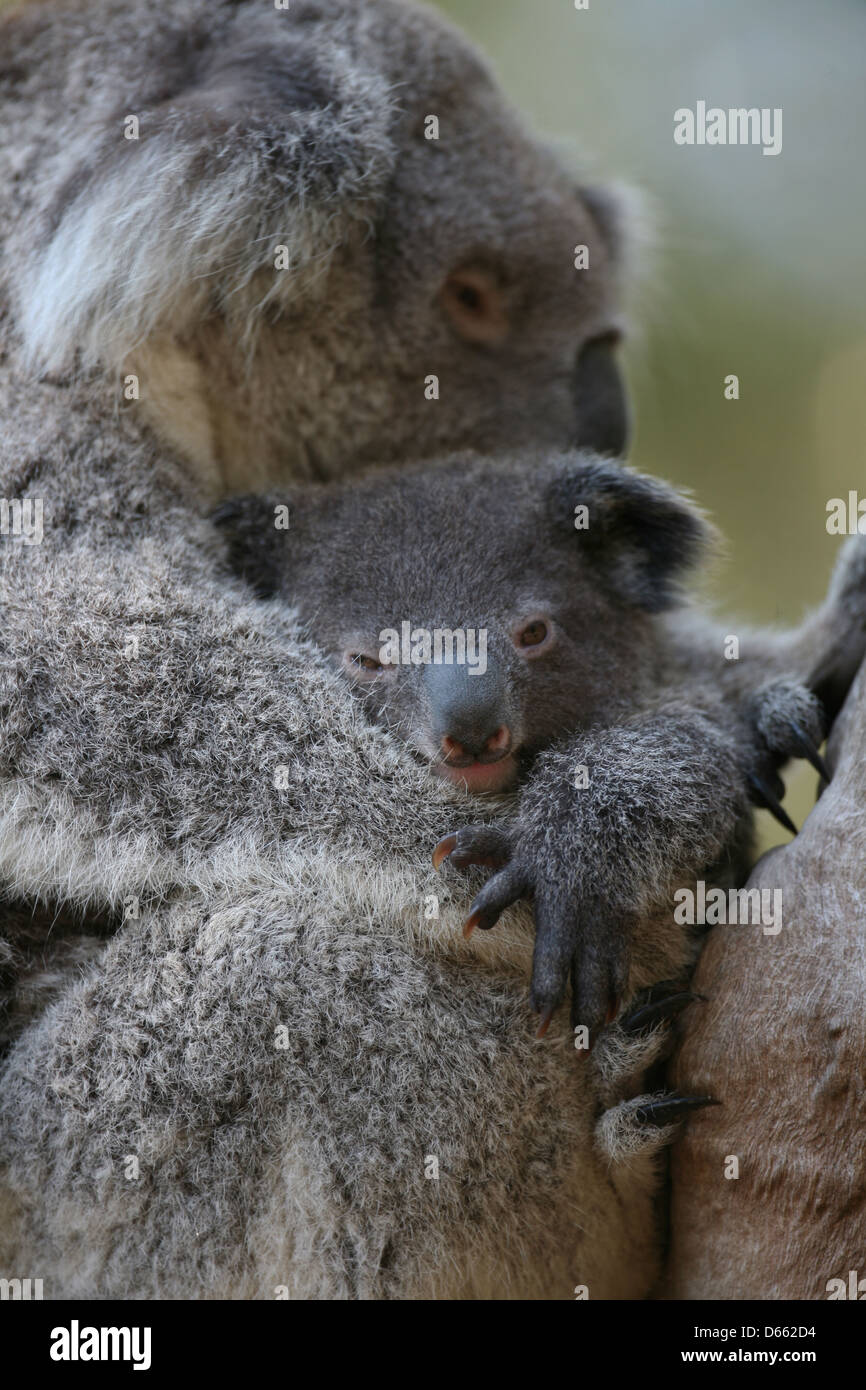 Aboriginal baby australia hi-res stock photography and images - Alamy