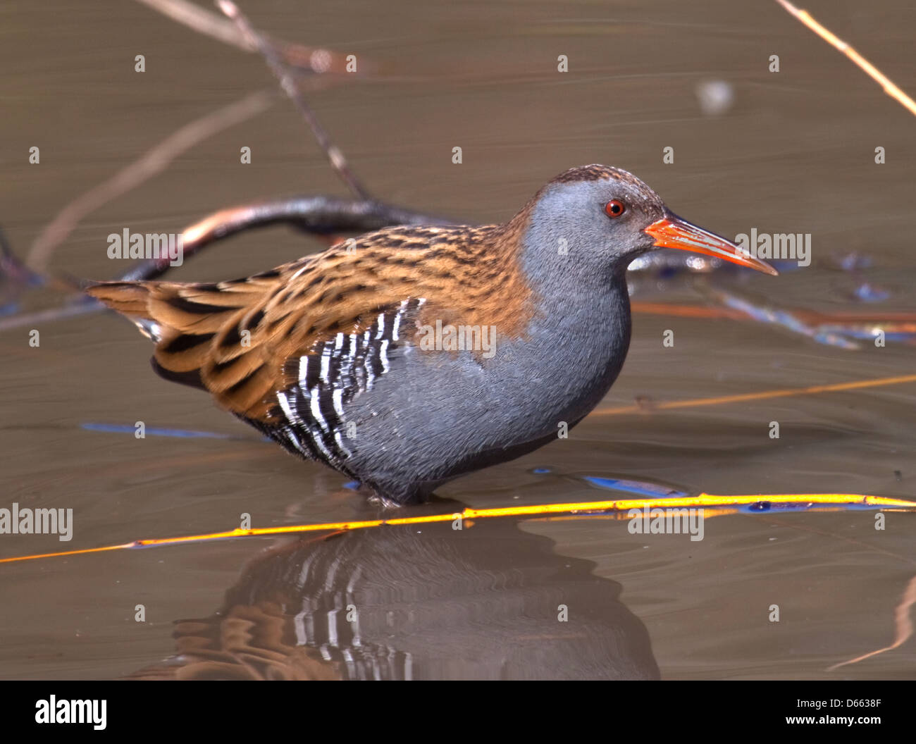 Water Rail in close Stock Photo - Alamy