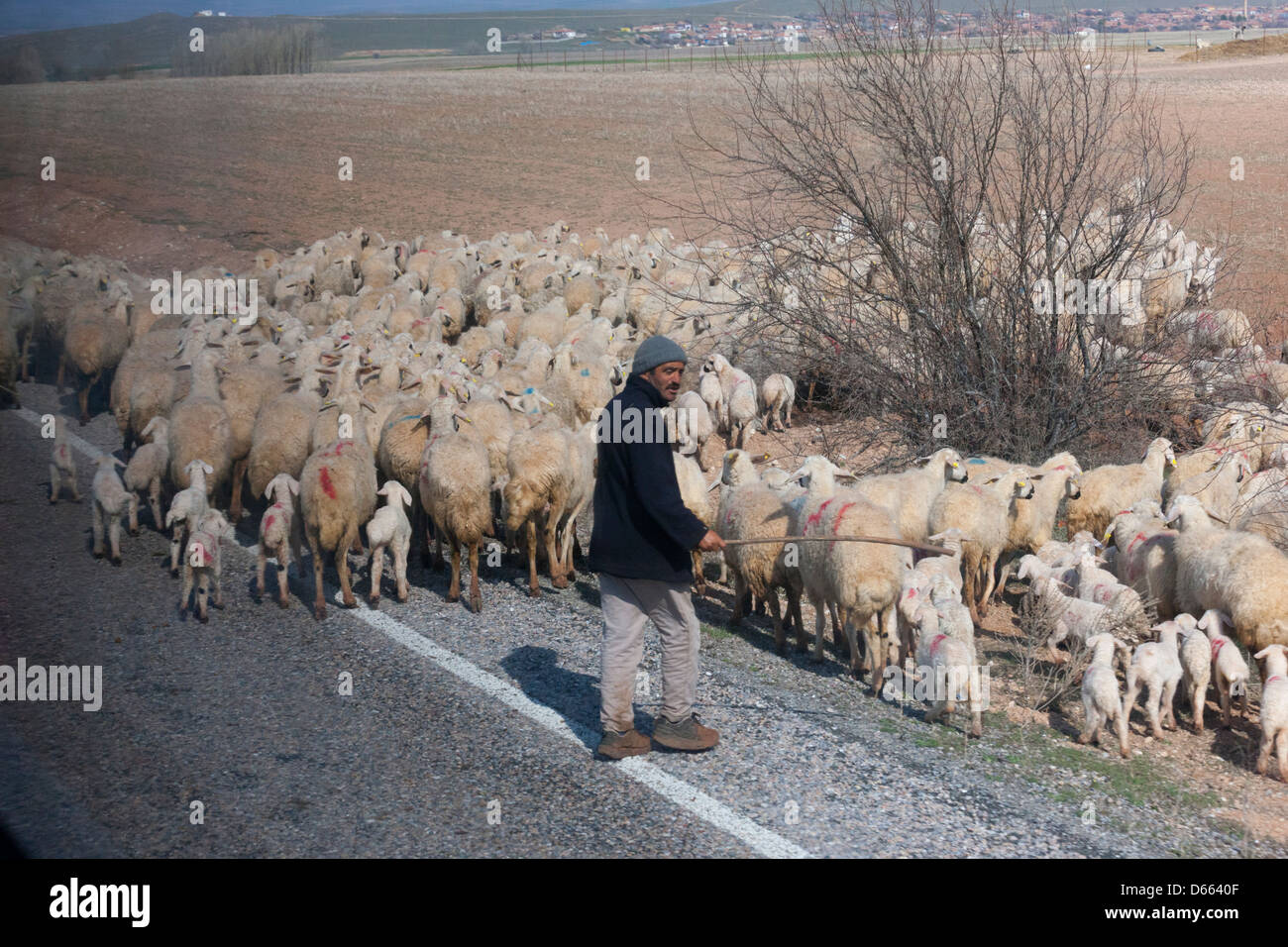 Turkish shepherd on the road between Mucur and Hakibektas in Turkey Stock Photo