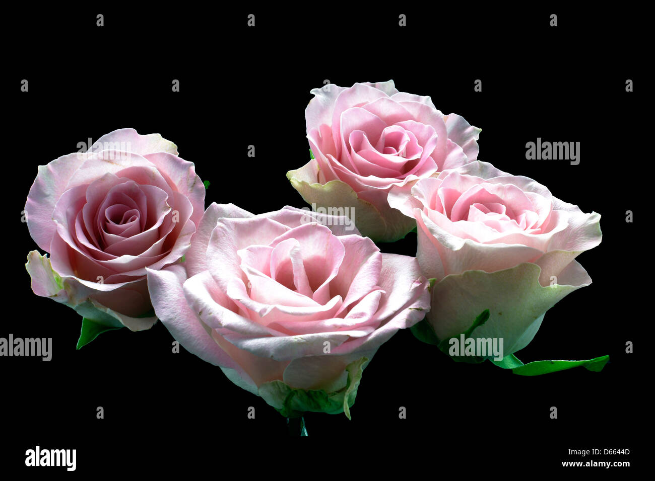 four pink roses Stock Photo - Alamy