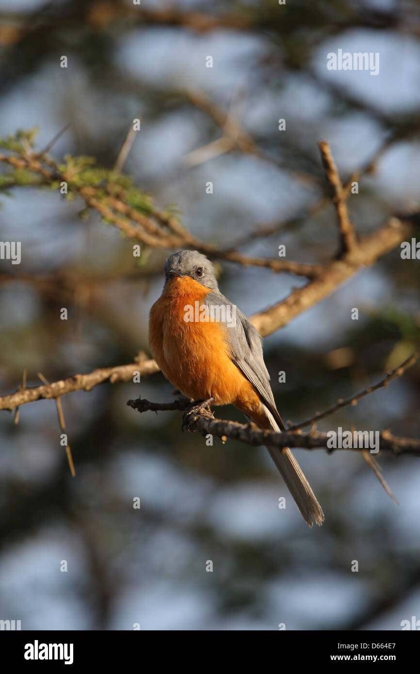 orange breasted bird Stock Photo Alamy