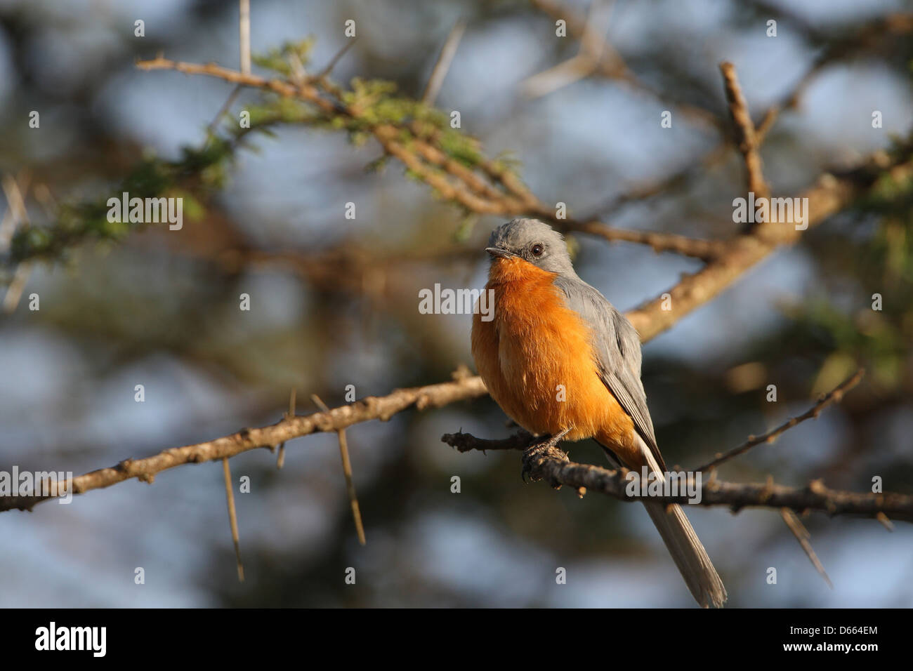 orange breasted bird Stock Photo Alamy