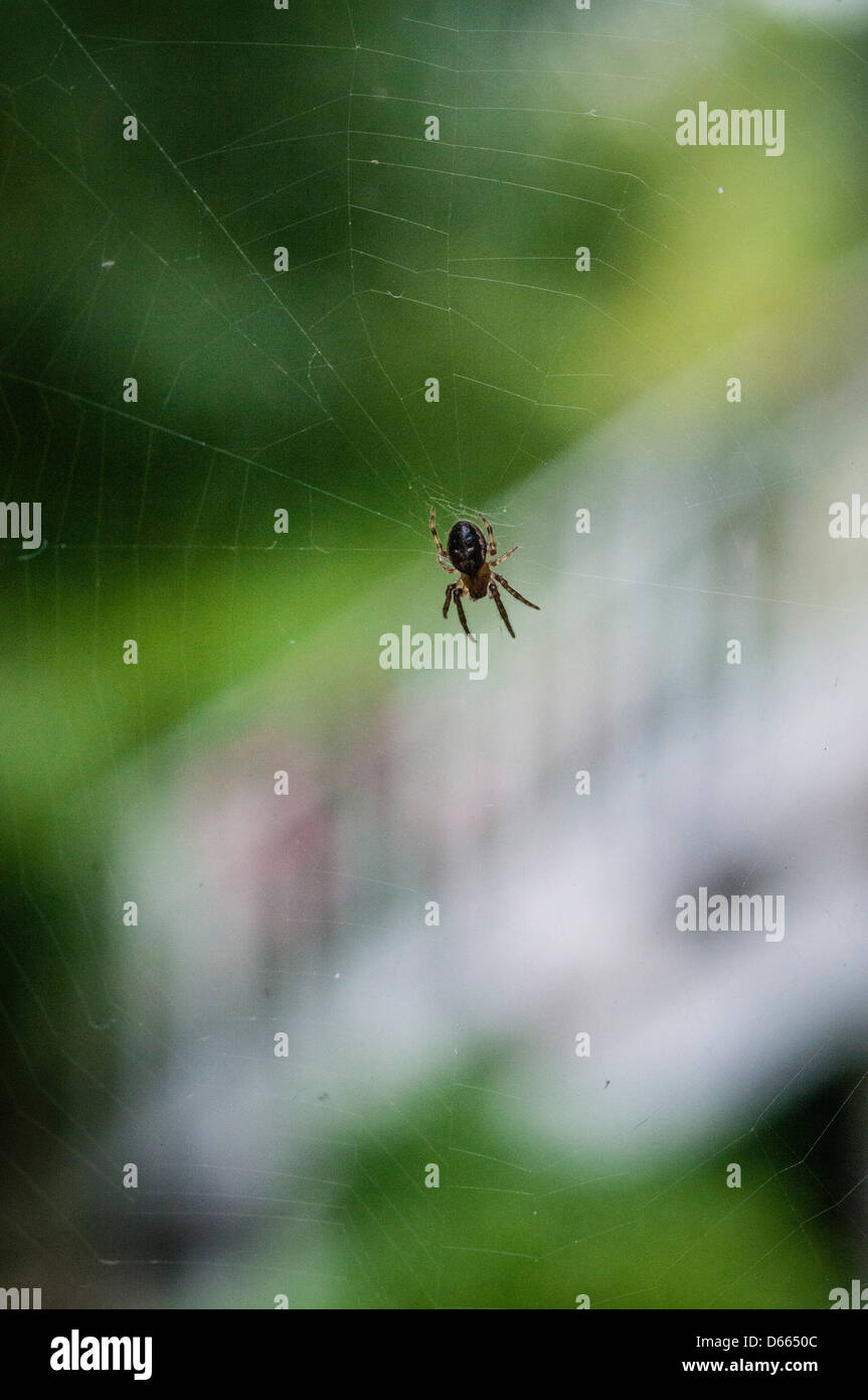 Spider weaves web. Stock Photo