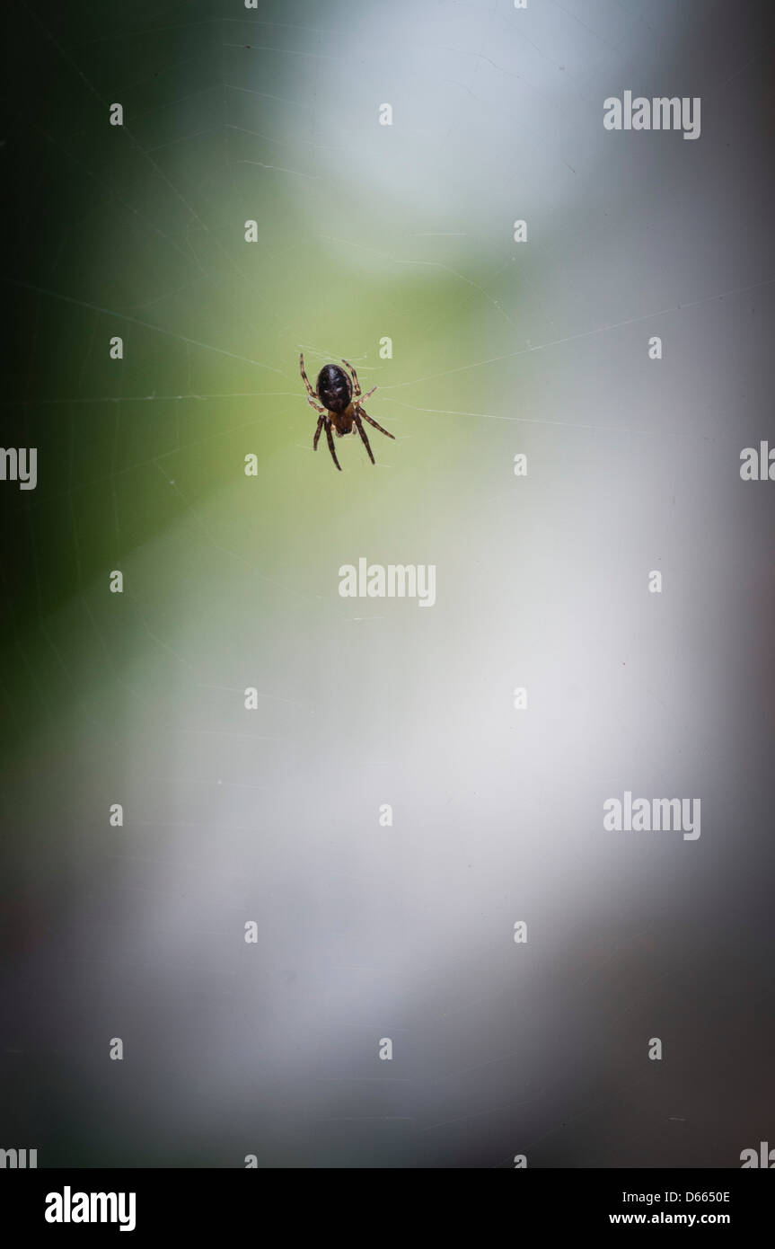 Spider weaves web. Stock Photo