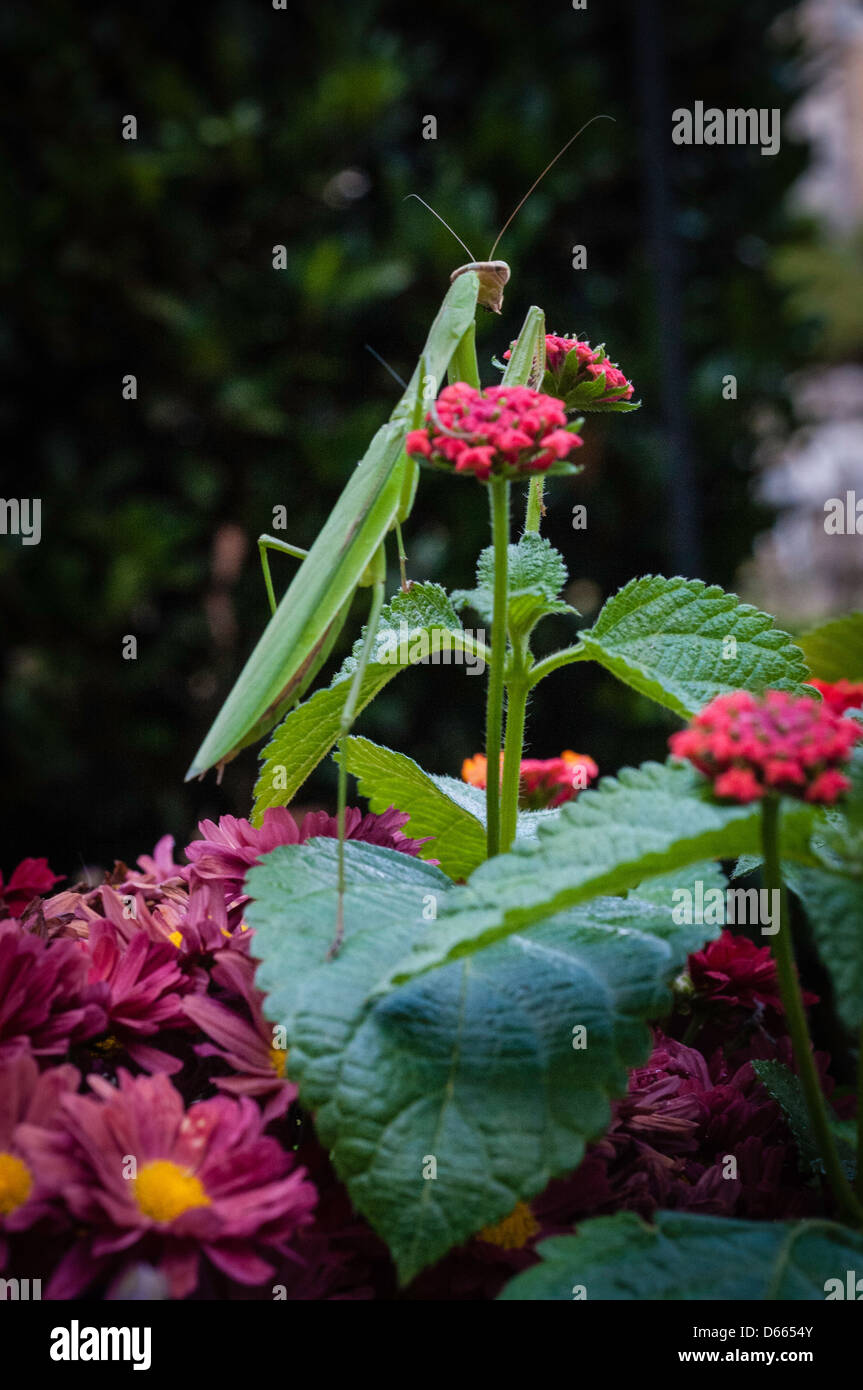 Green praying mantis in garden Stock Photo Alamy