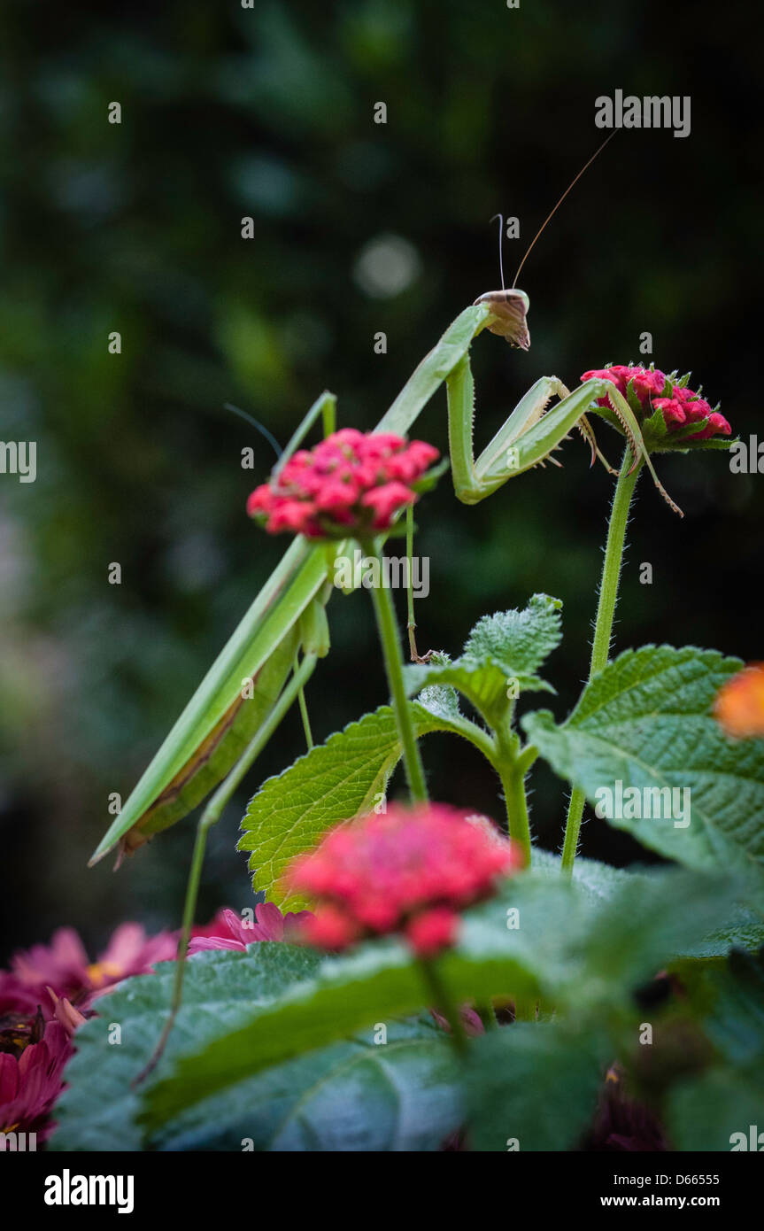 Green praying mantis in garden Stock Photo Alamy