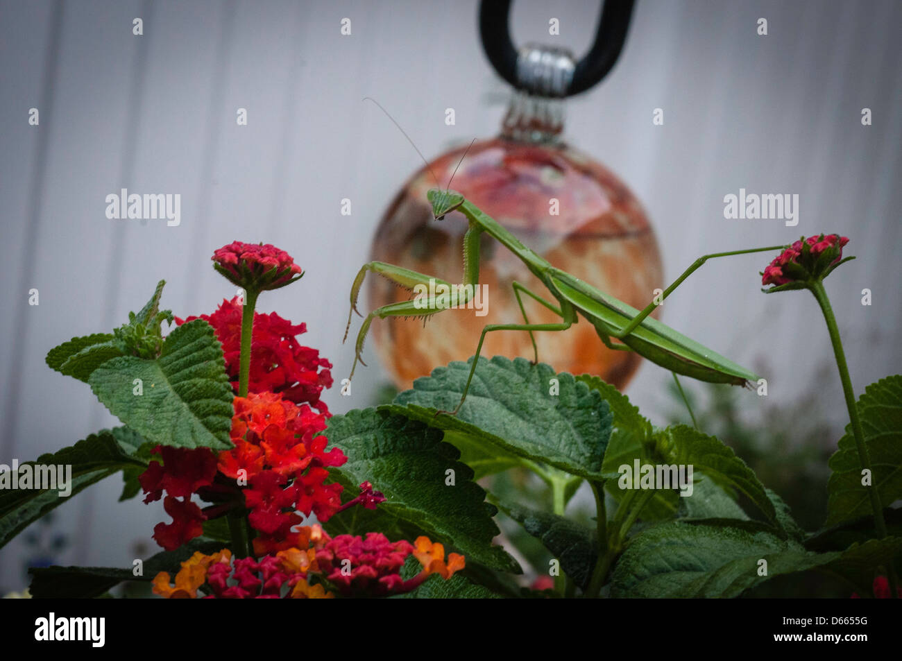 Green praying mantis in garden Stock Photo Alamy