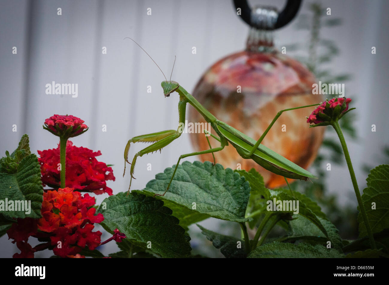 Green praying mantis in garden Stock Photo Alamy