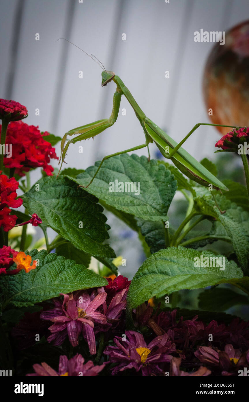 Green praying mantis in garden Stock Photo Alamy