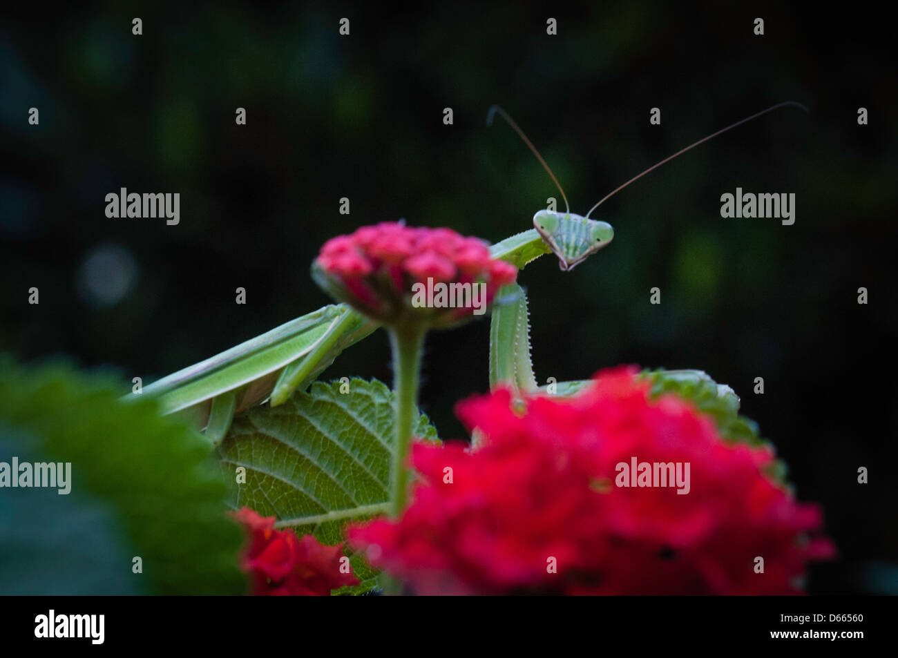 Green praying mantis in garden Stock Photo Alamy