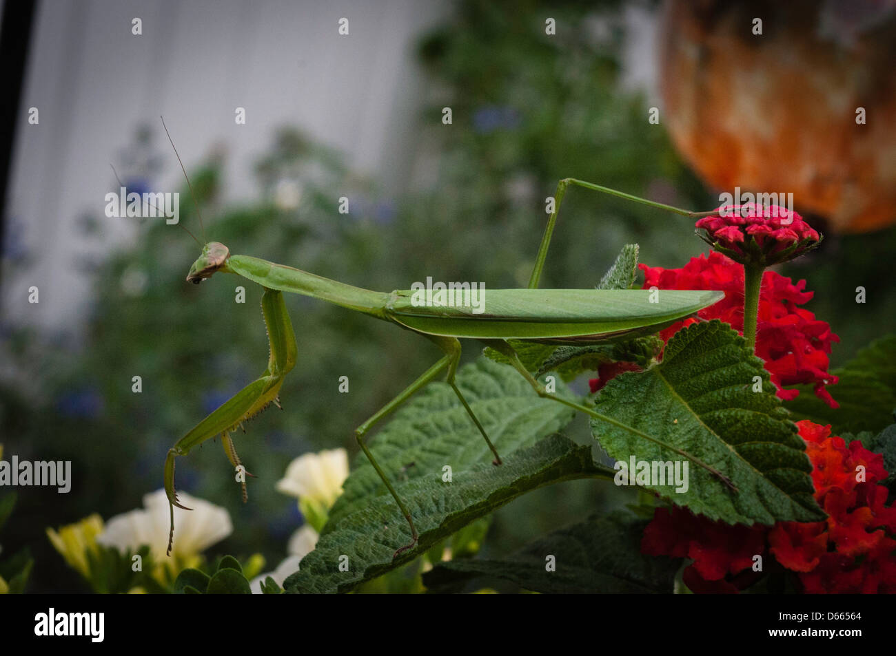 Green praying mantis in garden Stock Photo Alamy