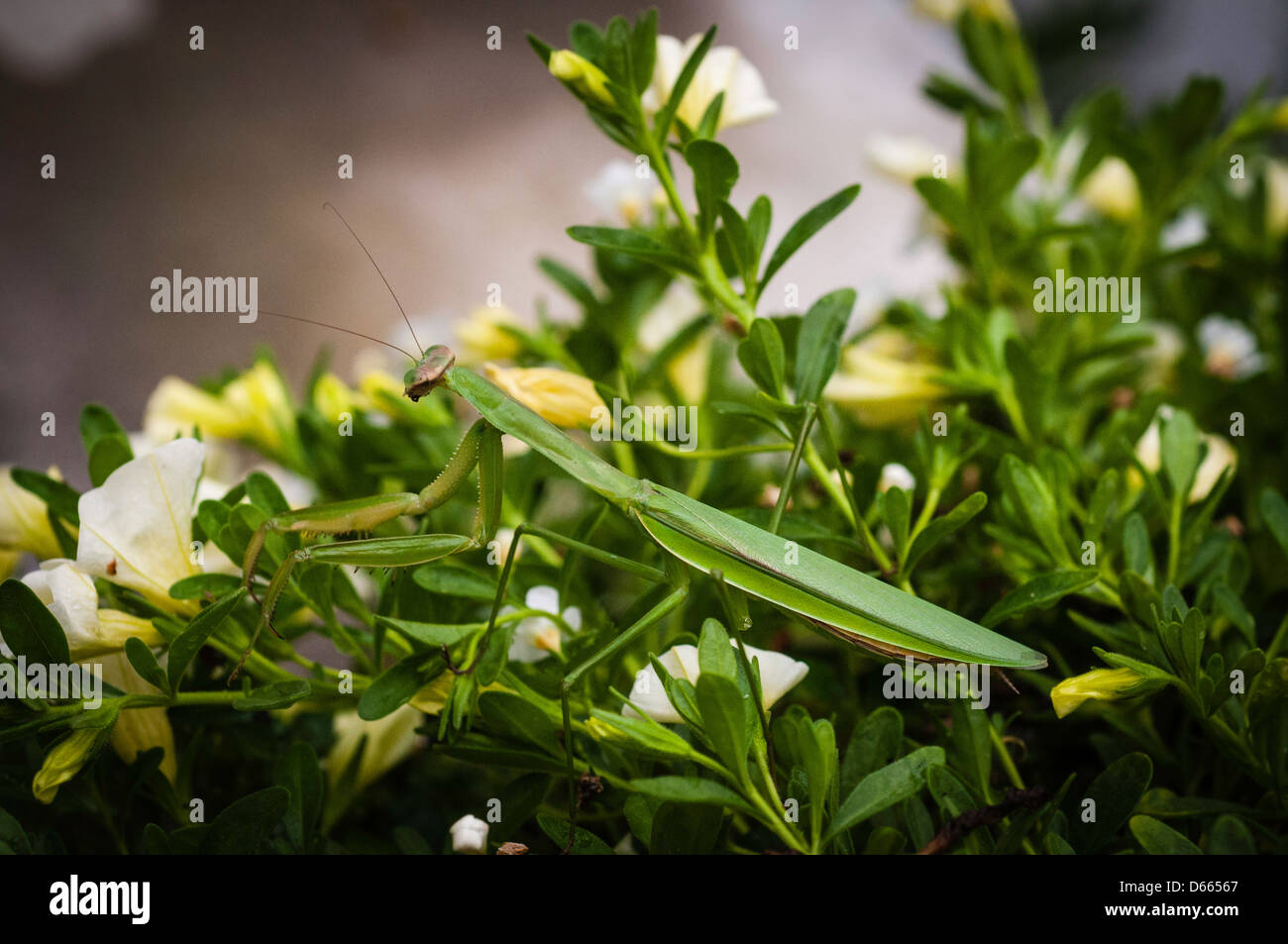 Green praying mantis in garden Stock Photo Alamy
