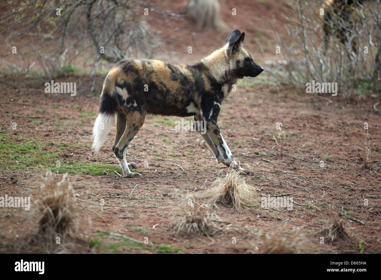african painted dog Stock Photo