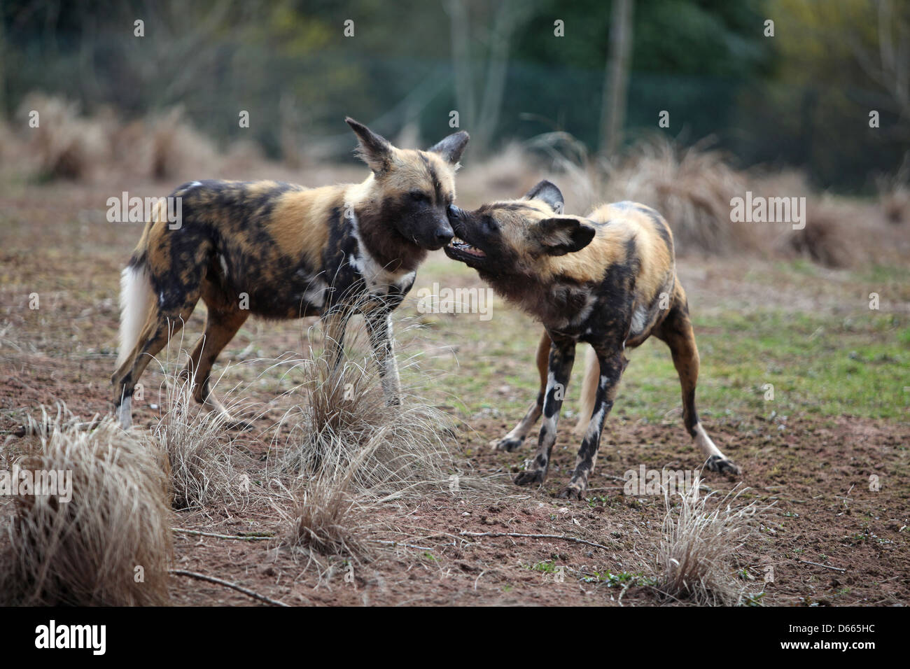 african painted dog Stock Photo