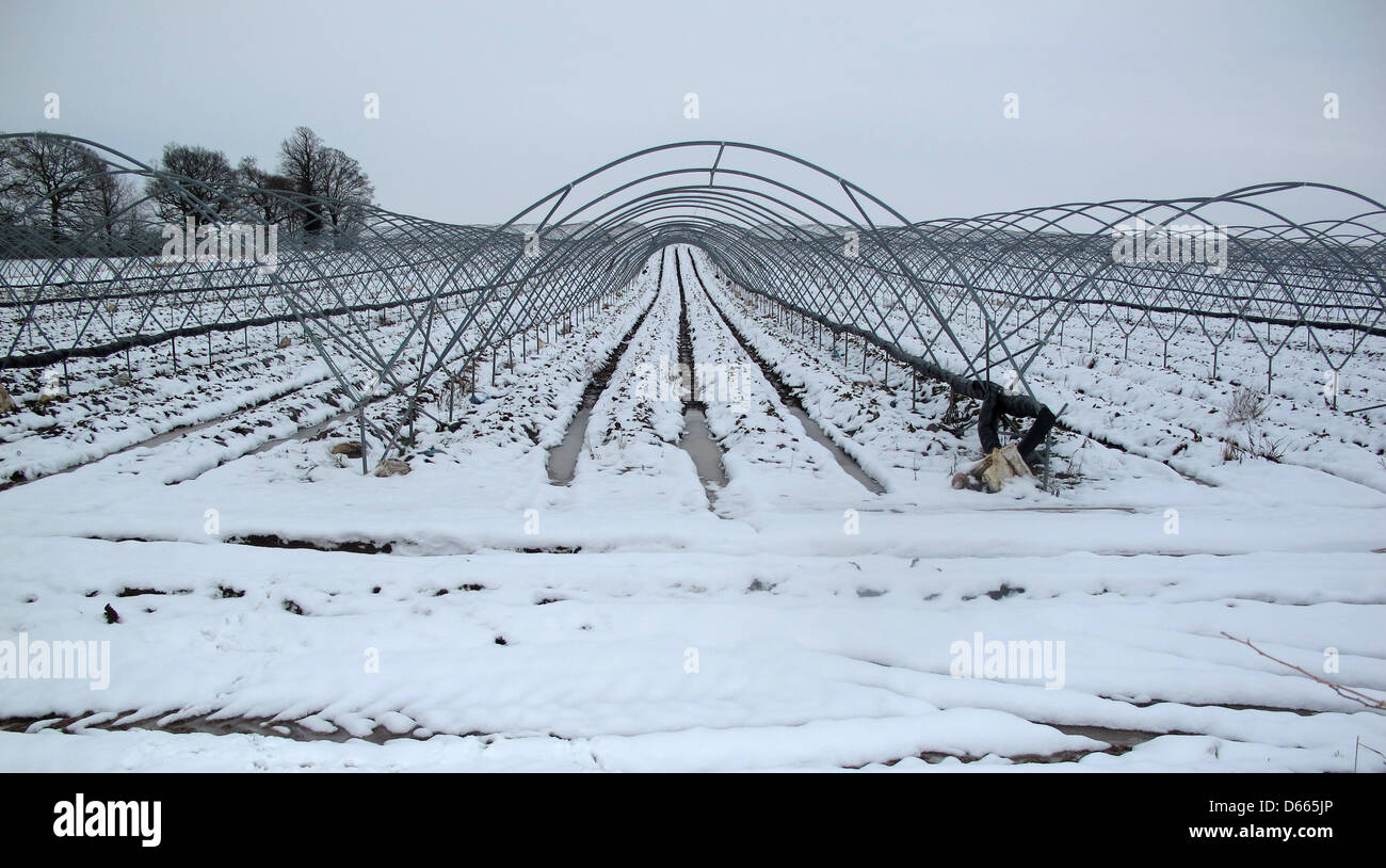Farm crop tunnels empty in snow Stock Photo Alamy