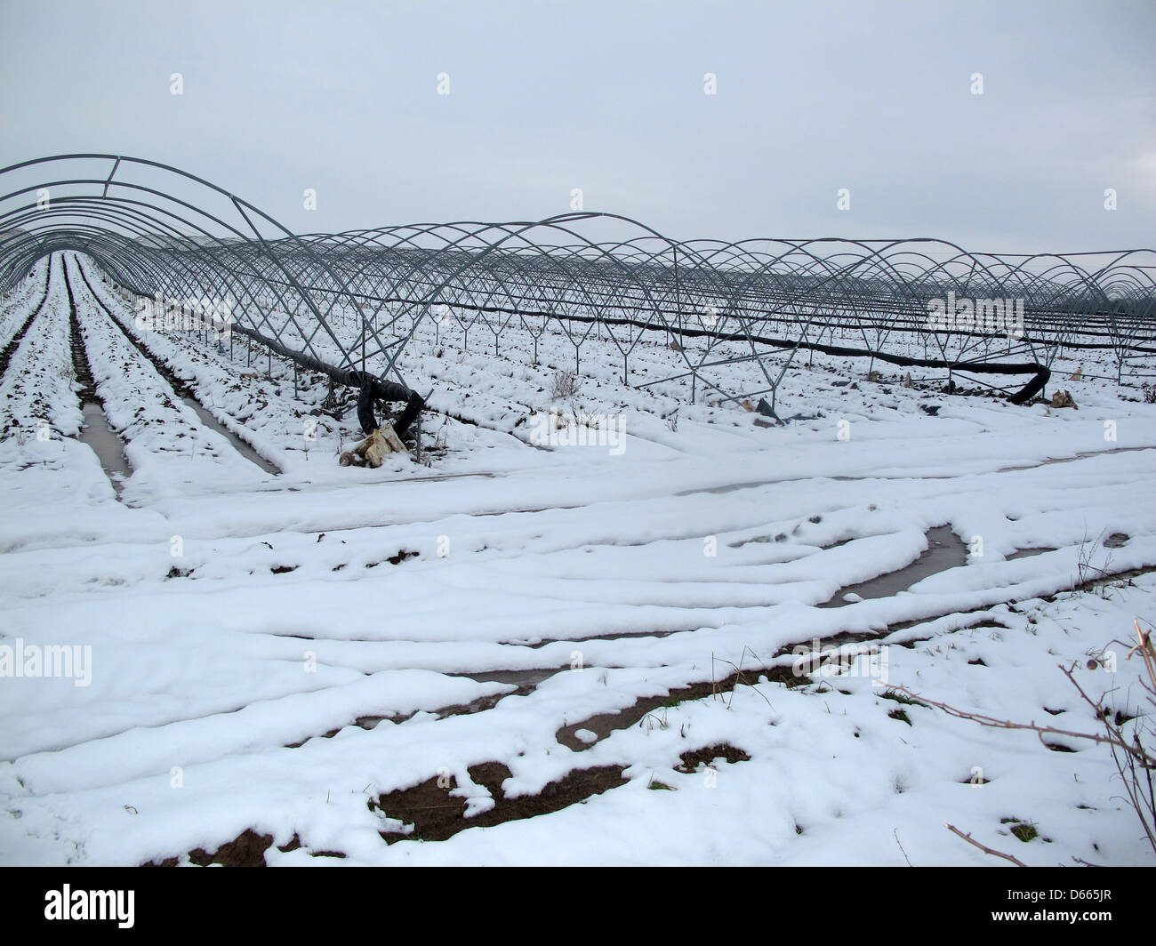 Farm Tunnels in Snow Stock Photo Alamy