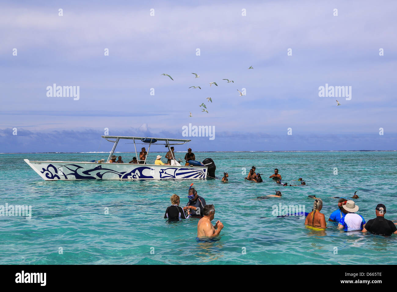 Tourists on a snorkeling excursion to view black tipped sharks and sting rays in the shallow waters of the Bora Bora lagoon. Stock Photo